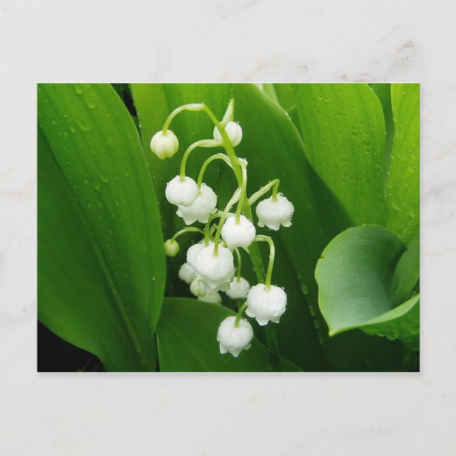 Postkarte "Lily-of-the-Valley" (Vorderseite)