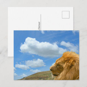 Postkarte - Löwenporträt
