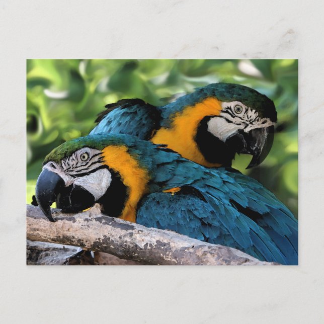Postkarte/Makros Postkarte (Vorderseite)