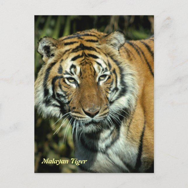 Postkarte: Malayan Tiger (Portrait) Postkarte (Vorderseite)
