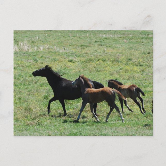 Postkarte - Mare & Foals laufen (Vorderseite)