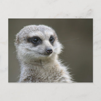 Postkarte: Meerkat Postkarte