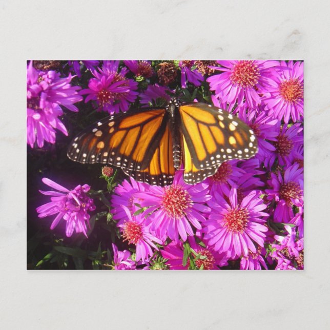 Postkarte "Migrationmonarchisches Foto" (Vorderseite)