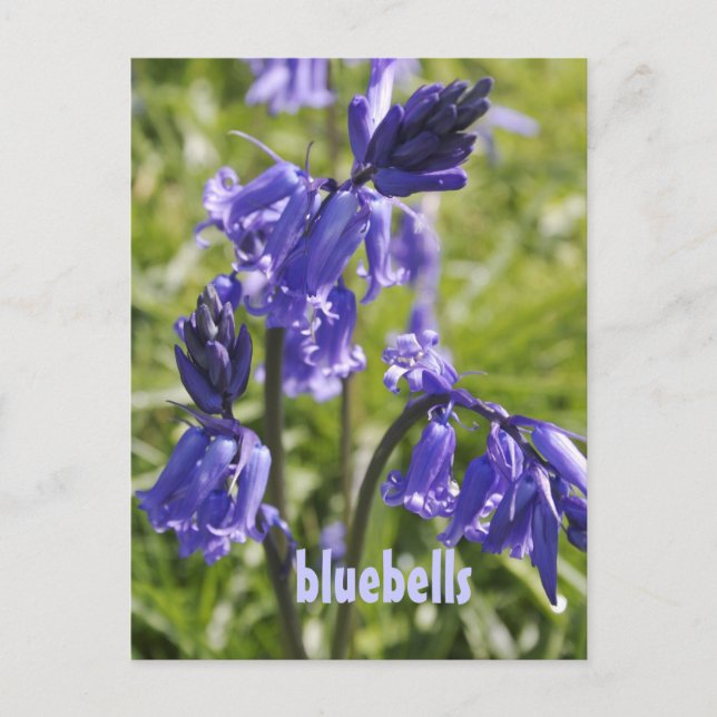 Postkarte mit bluebell-Blume (Vorderseite)