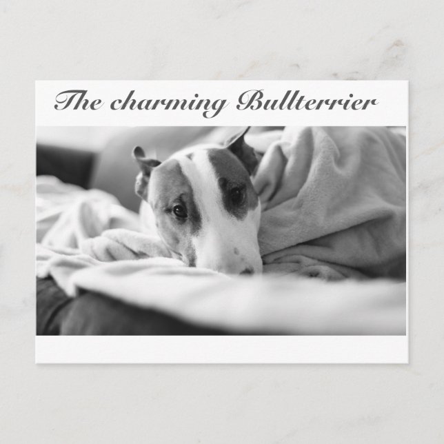 Postkarte mit bullterriermotiv (Vorderseite)