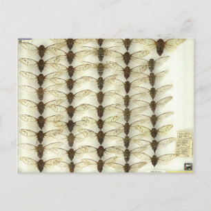 Postkarte mit Cicadas