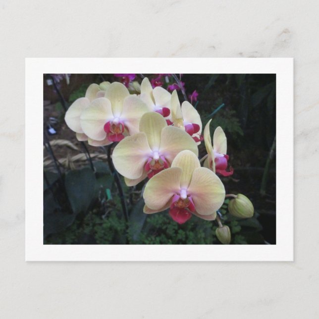 Postkarte mit Creme und rosa Orchideen (Vorderseite)