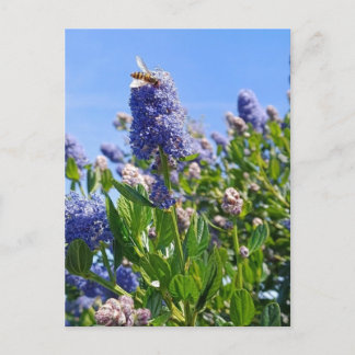 Postkarte mit Fliederblumen im englischen Garten