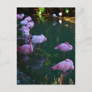Postkarte mit Foto von rosa Flamingos