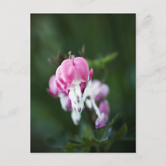 Postkarte mit gebrochenen Herzen nach oben (Vorderseite)