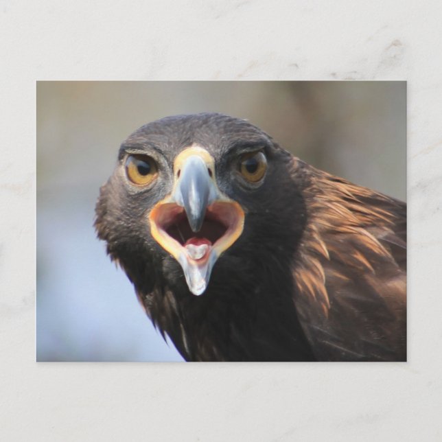 Postkarte mit Golden Eagle (Vorderseite)