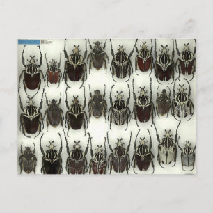 Postkarte mit Goliath-Käfer