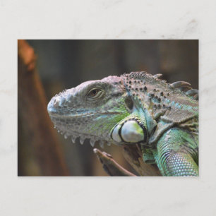 Postkarte mit Kopf der farbigen Iguana-Eidechse