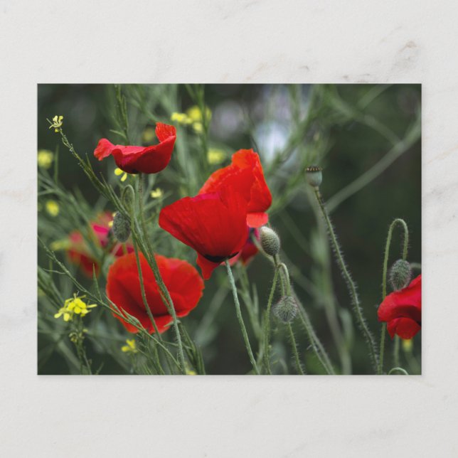Postkarte mit Mohnblumen in der Natur (Vorderseite)