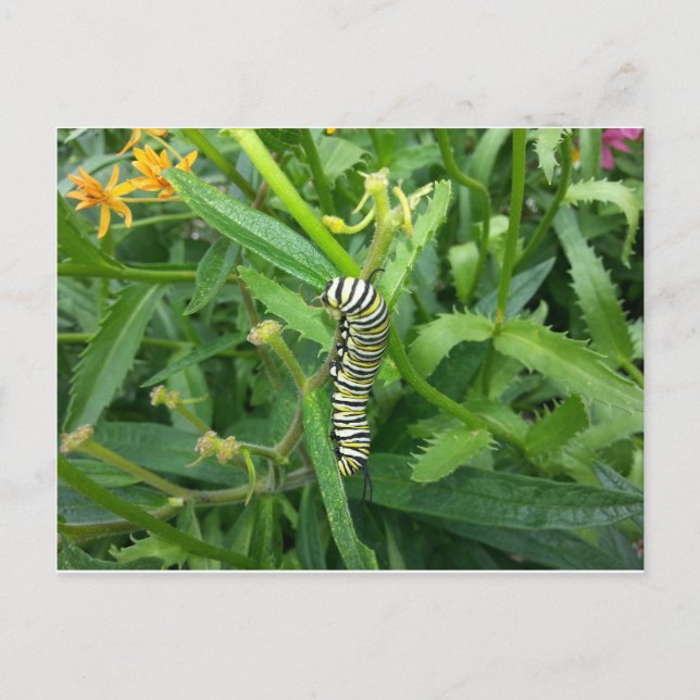 Postkarte mit Monarch Butterfly-Raupe (Vorderseite)