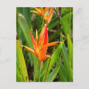 Postkarte mit orangen Blumen auf dem Umschlag