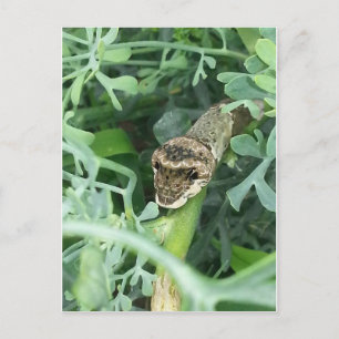 Postkarte mit Raupe des RiesenFracks