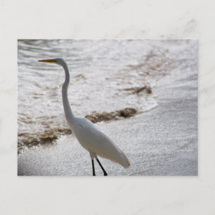 Postkarte mit Reiher im Wasser