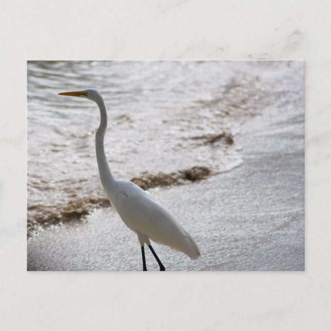 Postkarte mit Reiher im Wasser (Vorderseite)