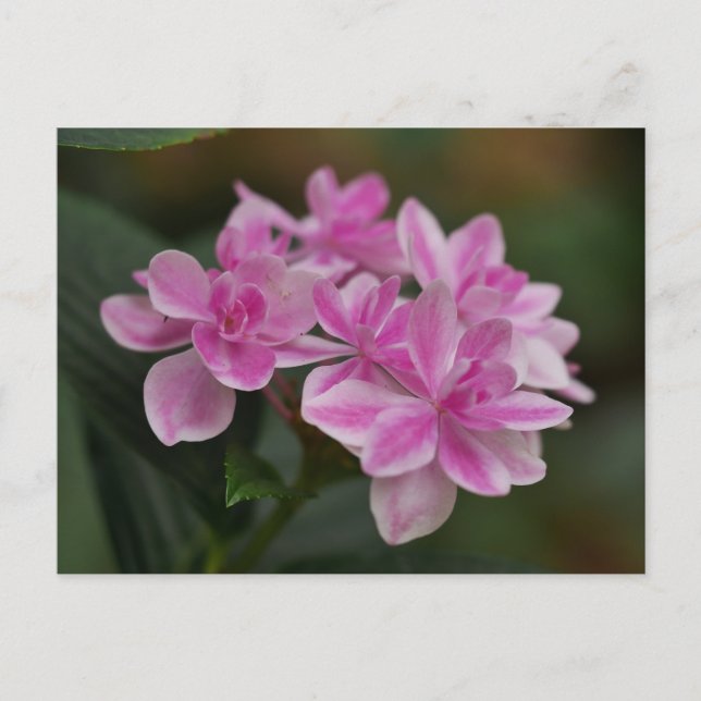 Postkarte mit rosa Hortensienblüte (Vorderseite)