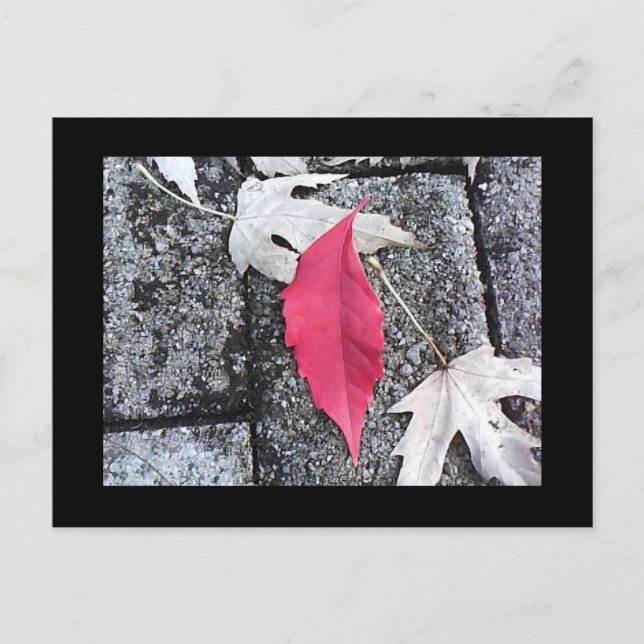Postkarte mit rotem Leaf (Vorderseite)