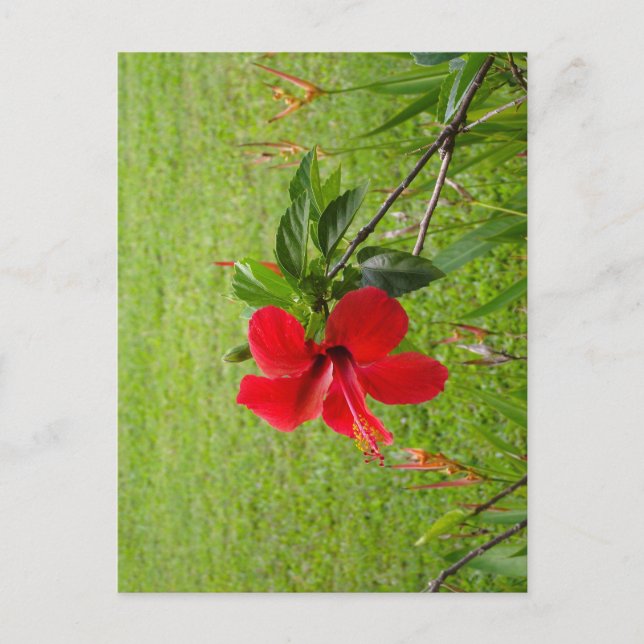 Postkarte mit roter Blume auf dem Umschlag (Vorderseite)