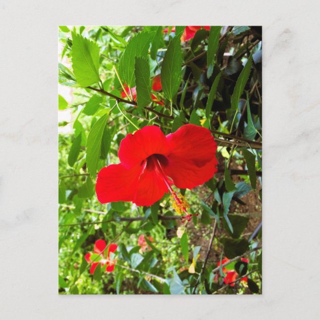 Postkarte mit roter Blumenhülle (Vorderseite)