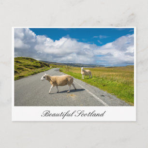 Postkarte mit Schafen in Schottland