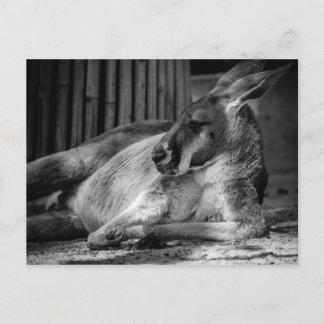 Postkarte mit Schlafen Kangaroo