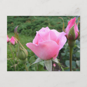Postkarte mit schönen rosa Rosen