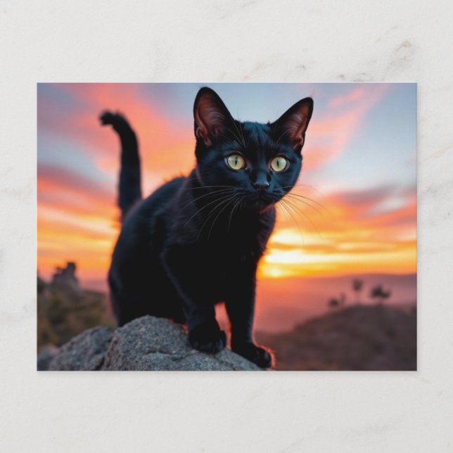 Postkarte mit schwarzer Katzensilhouette bei Sonne (Vorderseite)