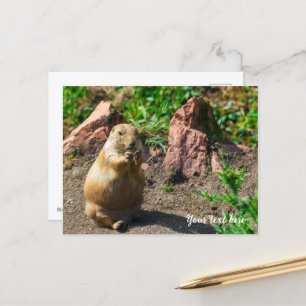 Postkarte mit Schwarzschwanz-Präriehund