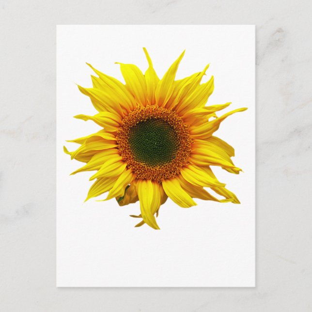 Postkarte mit Sonnenblumendesign (Vorderseite)