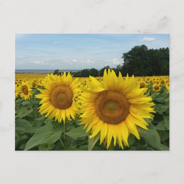 Postkarte mit Sonnenblumenfeld (Vorderseite)