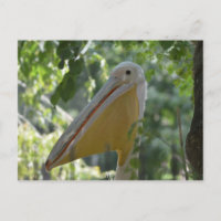 Postkarte mit versteckendem Pelikan