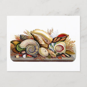 Postkarte mit Vintage-Druck von Meeresmuscheln