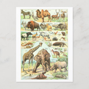 Postkarte mit Vintage-Tierlexikon-Illustration