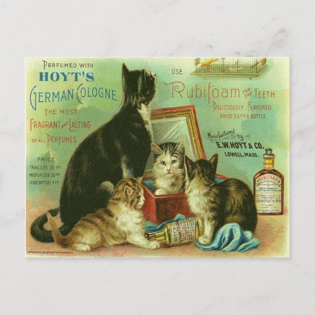 Postkarte mit Vintager Darstellung der Kätzchen (Vorderseite)