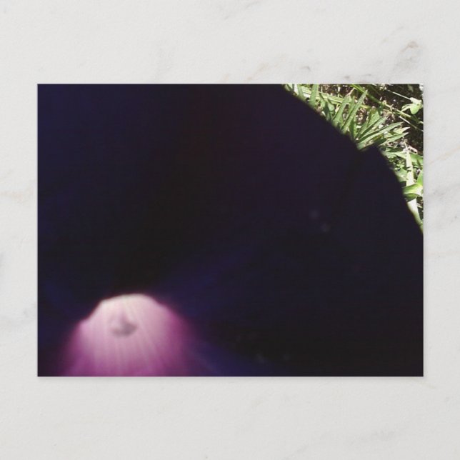 Postkarte mit violetten Blumen (Vorderseite)