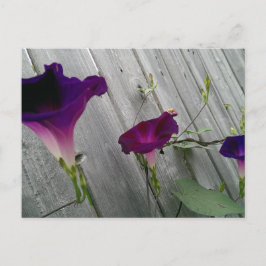 Postkarte mit violetten Blumen