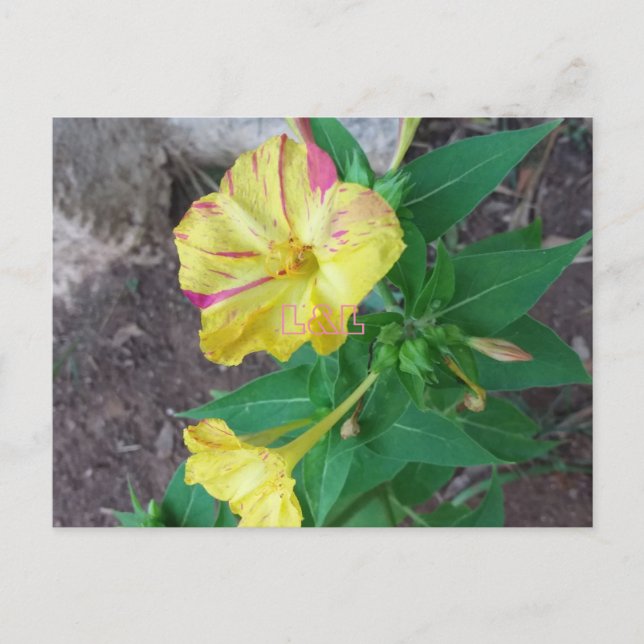 Postkarte mit weißem Umschlag (Vorderseite)