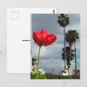 Postkarte - Mohnaspirationen
