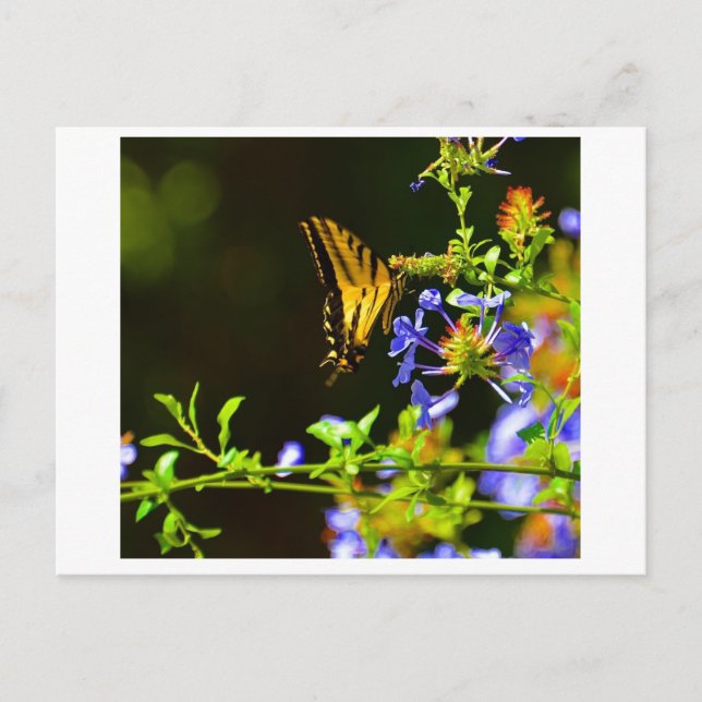 Postkarte Monarch Butterfly (Vorderseite)