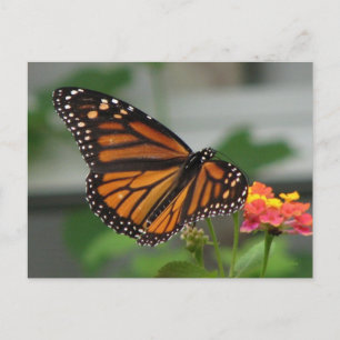 Postkarte Monarch und Lantana
