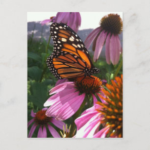 Postkarte - Monarchen Schmetterling auf Tiefsee