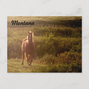 Postkarte Montana