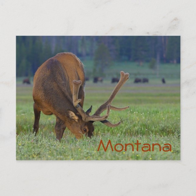 Postkarte Montana elk (Vorderseite)