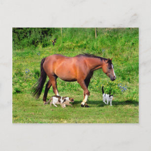 Postkarte "Morning Stroll"