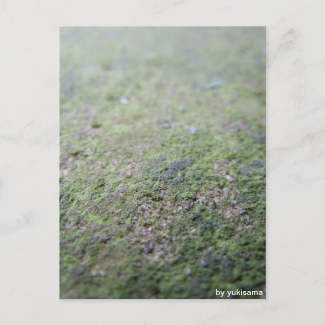 Postkarte - Moß (Vorderseite)