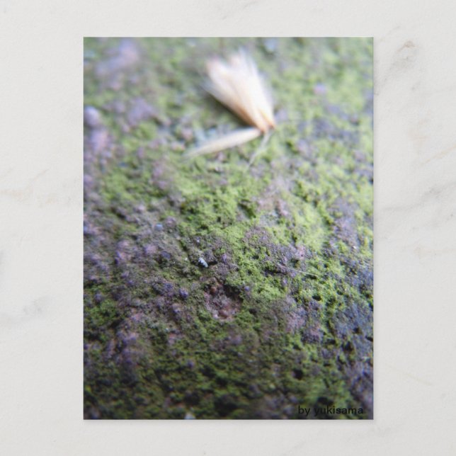 Postkarte - Moß&Pollen (Vorderseite)